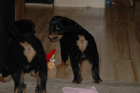 Rottweiler hvalpe søger et kærligt hjem. Vi har 1 kvinde og 1 mandlig.
<br>Hvalpene er chipmærkede, og pas medfølger.
<br>De har alle de krævede vacciner efter deres alder, de er klar til at komme hjem til en ny og kærlig familie.
<br>Hundene er allergivenlige, og er vant til børn og andre hunde i deres nuværende hjem.
<br>De er utrolige sociale, kærlige, legesyge og de lærer hurtigt.
<br>Startpakke medfølger som gave.