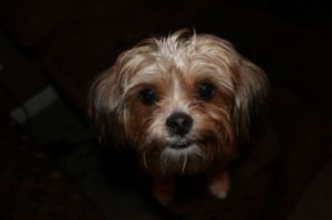 Cute 7 months male Shorkie