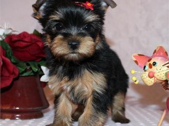 Yorkie Hvalpe!