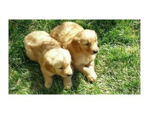 Golden Retriever hvalpe