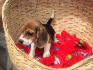 beagle hvalpe til salg 2016