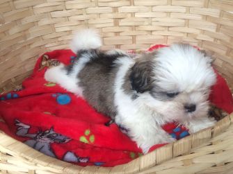 shih tzu hvalpe til salg kennel