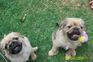 3quarter pug 1 kvartal shihtzu...