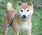 2 måneder hvalpe Shiba inu