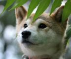 Pris hvalp shiba inu