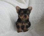 Yorkshire terrier  hvalpe til salg