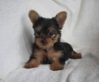 Yorkshire terrier  hvalpe til salg