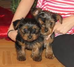 Smukke yorkie hvalpe