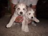 Beautiful Blue Eyed Siberian Husky Pups