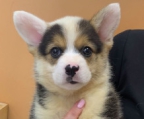 welsh corgi pembroke hun