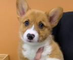 små pembroke welsh corgi hvalpe