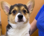  nyt kuld welsh corgi