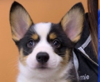 welsh corgi pembroke HVALPE SØGER ET HJEM