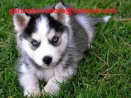   100% rene race Siberian Husky hvalpe