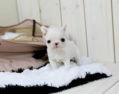 Nuttede Fransk Bulldog hvalpe. De er alle skønne familiehunde med et herligt temperament.
<br>Hvalpene er vant til andre hunde, børn og dagligdagens lyde.
<br>kommer med skriftelig garanti, chipmærket,tilmeldt dansk hunderegister,Hvalpefoder vaccineret,sundhedsbog fra dyrlægen og ormbehandlet .