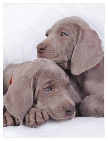 Weimaraner-puppies