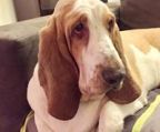 basset hound hvalpe til salg