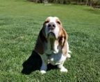 basset hound hvalpe til salg