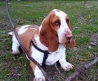 basset hund