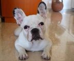fransk bulldog hvalpe til salg