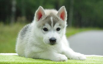 siberian husky hvalpe gave 