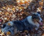 Australian shepherd til salg i Danmark