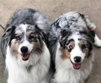 Australian shepherd  kennel