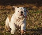 engelsk bulldog  kennel