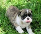 engelsk bulldog hund