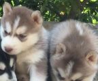 siberian husky hvalpe til salg i Danmark