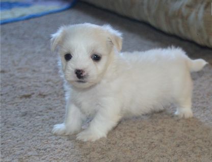 To smukke Coton De Tulear, hvalpe, som søger et kærligt hjem.
<br>Forældrene er begge med fine stamtavle i DKK.
<br>Begge forældre er øjenlyst og Patella undersøgt uden anmærkninger.
<br>Hvalpene vokser op i vores køkken, og høre derfor mange daglige lyde . Er i hænder flere gange om dagen, af både børn og voksne. Bliver børstet og nusset på poter og ører, flere gang om ugen.
<br>Hvalpene er rejseklar
<br>Inden de rejser hjemmefra, er de blevet vaccineret, chippet og fået ormekur.
<br>Stambog i DKK og sundhedsbog medfølger.
<br>Derved medfølger også foder som de er vant til at spise, tæppe som dufter af mor og søskende + legesager.