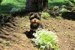 Teacup Yorkie hvalpe til vedtagelse