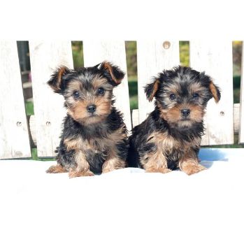 Yorkshire terrier hvalpe til vedtagelse.///