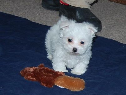 2 Coton de Tulear hvalpe til 3000Kr hver.