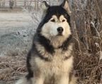 alaskan malamute hvalpe til salg danmar