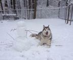 alaskan malamute hvalpe til salg danmar