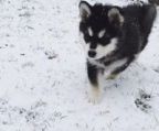 alaskan malamute hvalpe til salg danmar