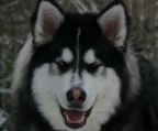 alaskan malamute hvalpe til salg danmark