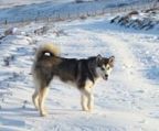 alaskan malamute hvalpe til salg danmark