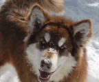 alaskan malamute hvalpe til salg danmark