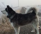 alaskan malamute hvalpe til salg danmark