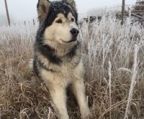 alaskan malamute hvalpe til salg danmark