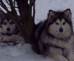 alaskan malamute hvalpe til salg danmark