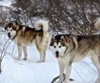 alaskan malamute hvalpe til salg danmark