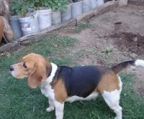 Beagle hunder til salg