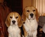 Smukke beagle hvalpe