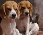 beagle hvalpe med stamtavle sælges
