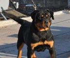 rottweiler hvalpe til salg danmark