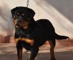 rottweiler hvalpe til salg danmark