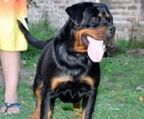 rottweiler hvalpe til salg danmark